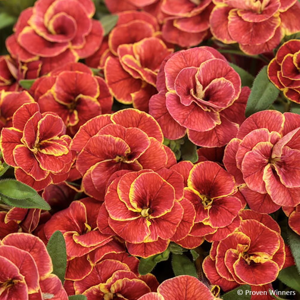 Calibrachoa Superbells Double Redstone - Mini-petunia double