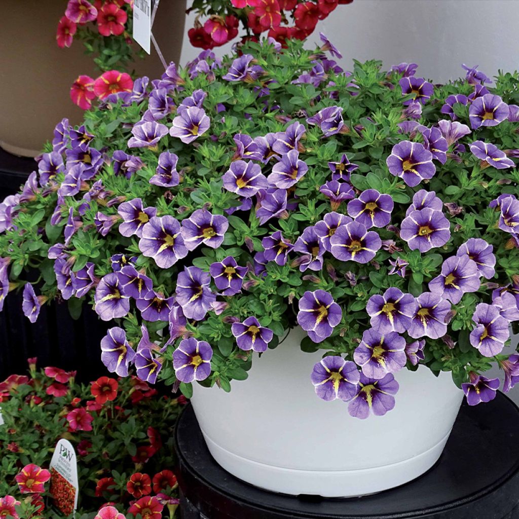 Calibrachoa Superbells Evening Star - Mini-petunia