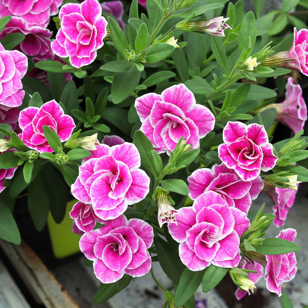 Calibrachoa Superbells Sweet Love - Mini-pétunia