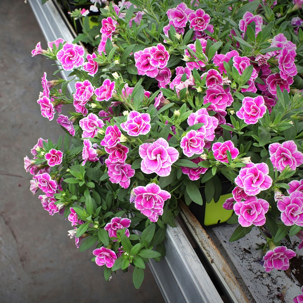 Calibrachoa Superbells Sweet Love - Mini-pétunia