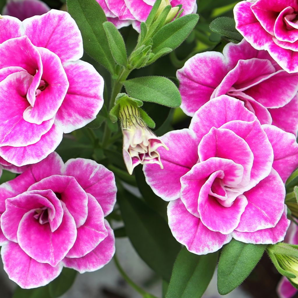 Calibrachoa Superbells Sweet Love - Mini-pétunia