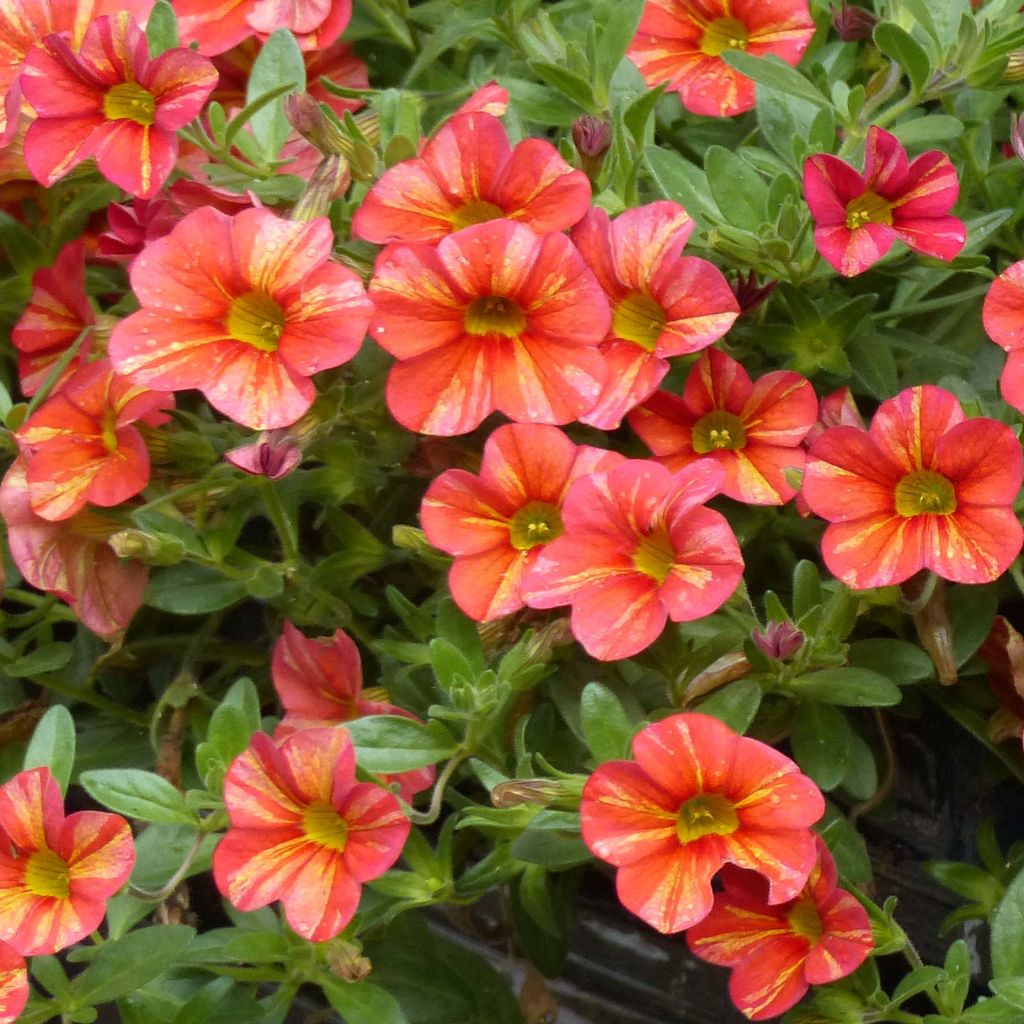 Calibrachoa Superbells Tropical Sunrise - Mini-pétunia