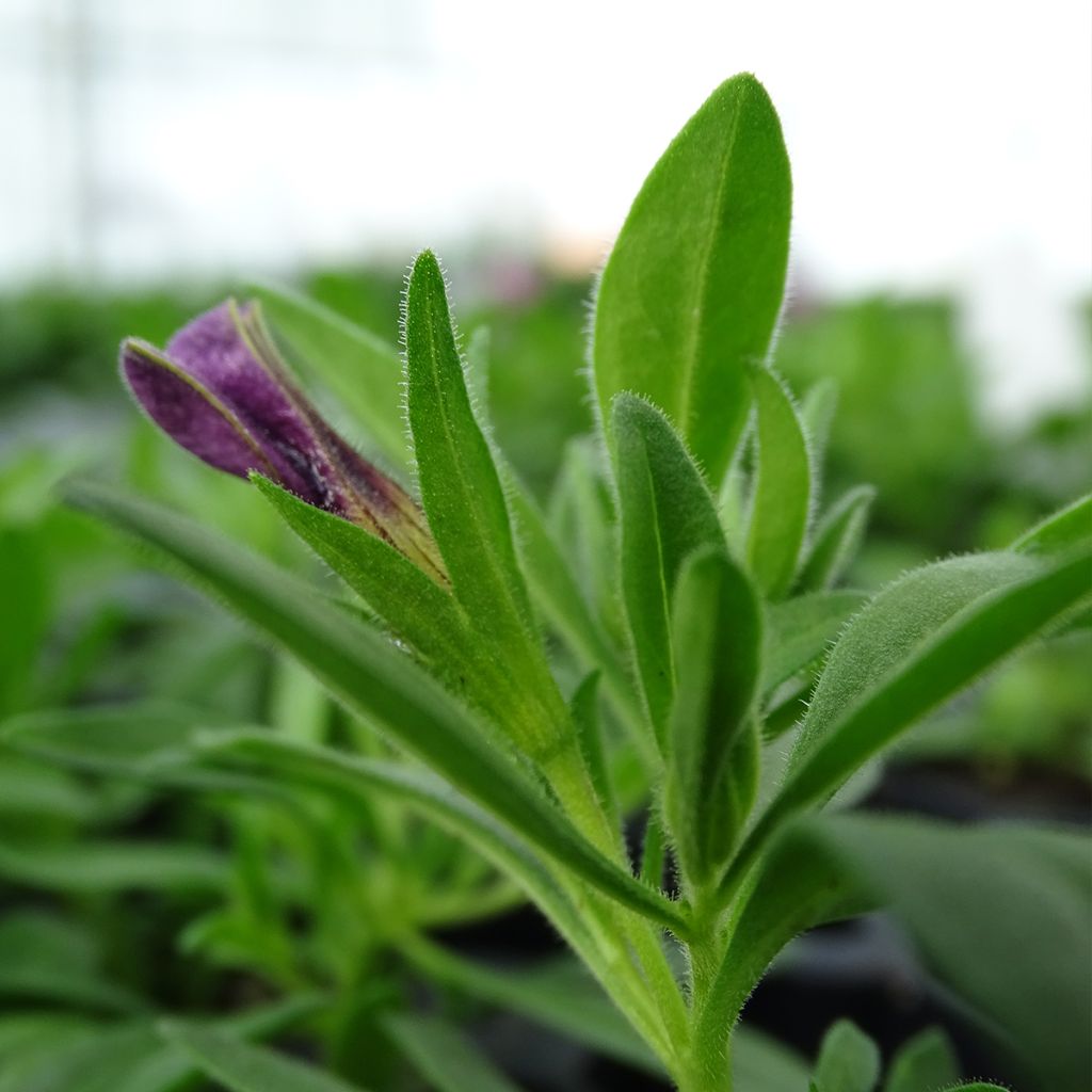 Calibrachoa Superbells Unique Blue Violet - Mini-pétunia