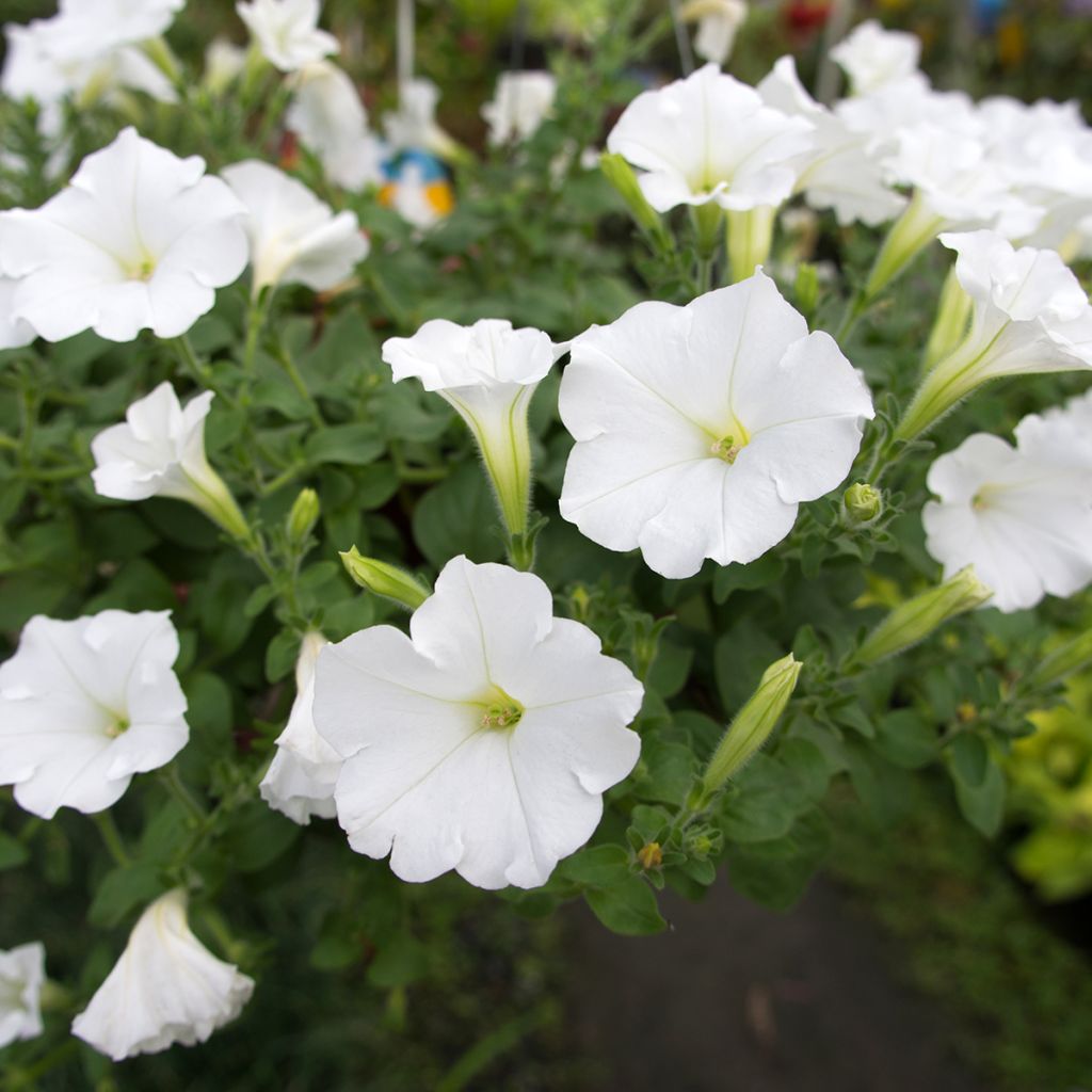 Calibrachoa Superbells Unique White - Mini-pétunia