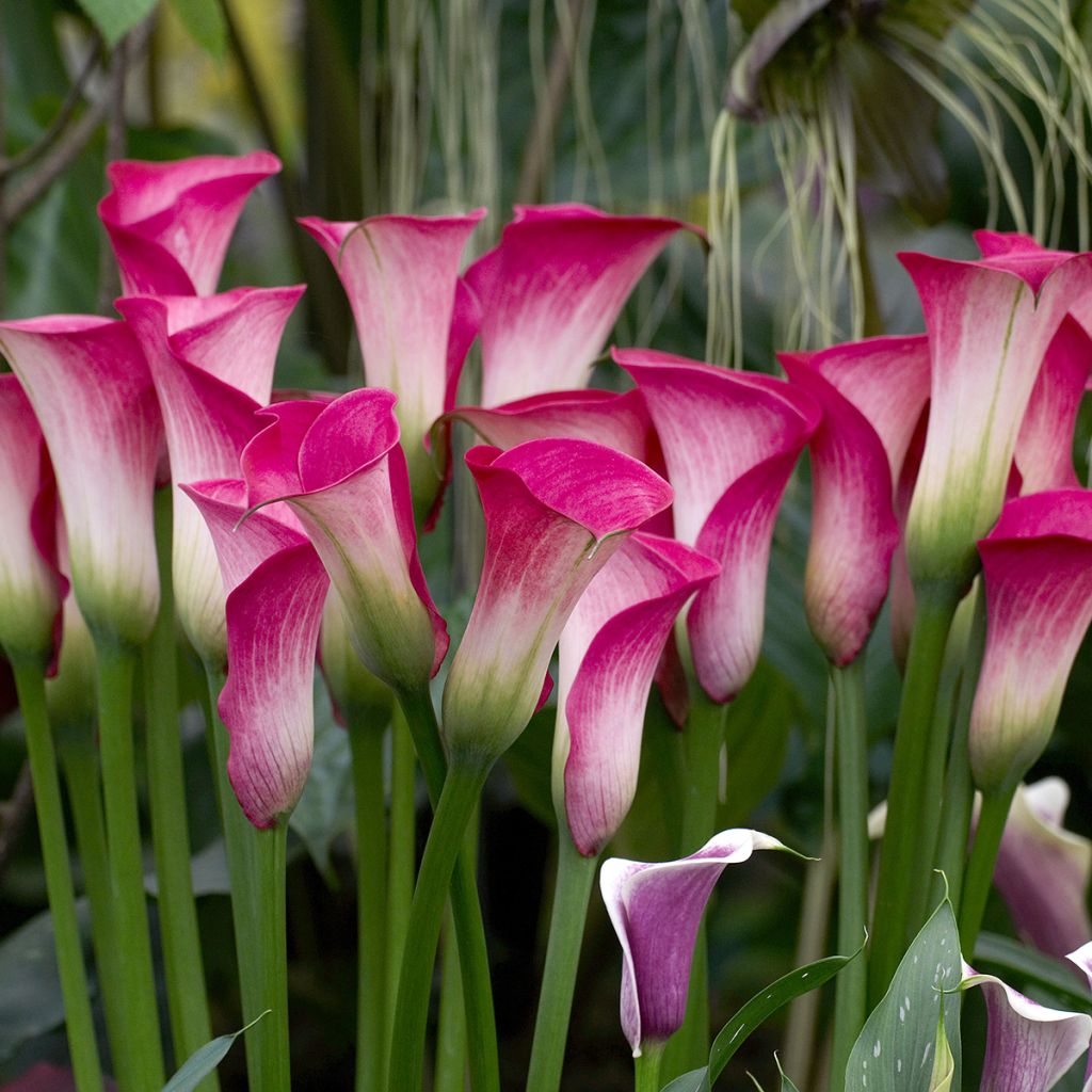 Arum ou Calla rose - Zantedeschia Denver