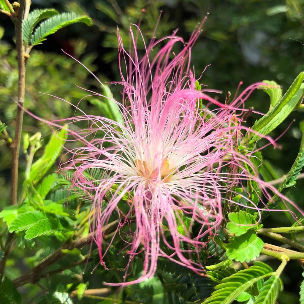 Calliandra surinamensis Dixie Pink - Arbre aux houpettes