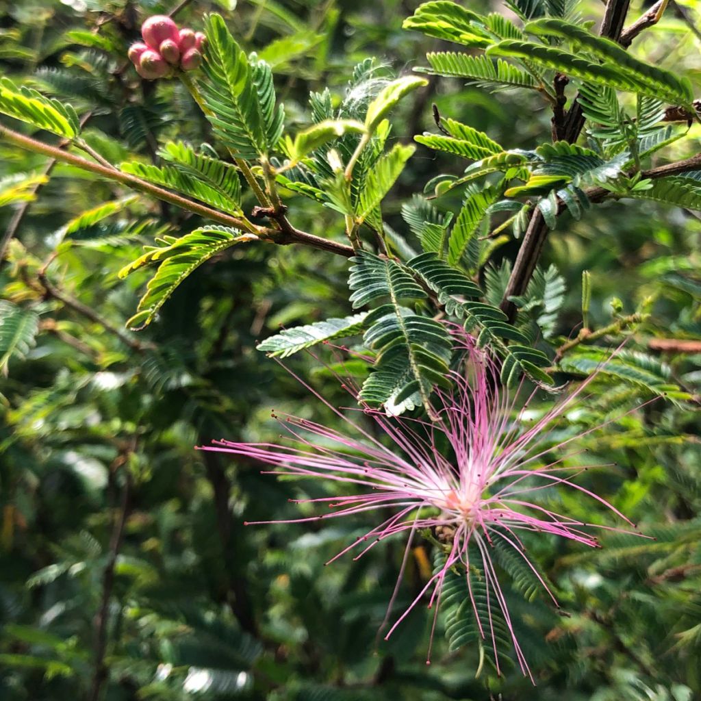 INGA pulcherrima Arbre aux houpettes - Arbuste