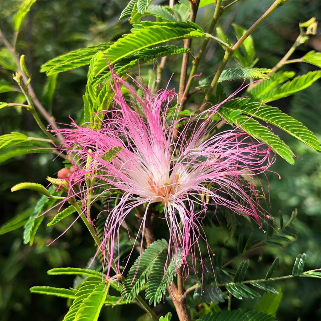 Calliandra surinamensis Dixie Pink - Arbre aux houpettes