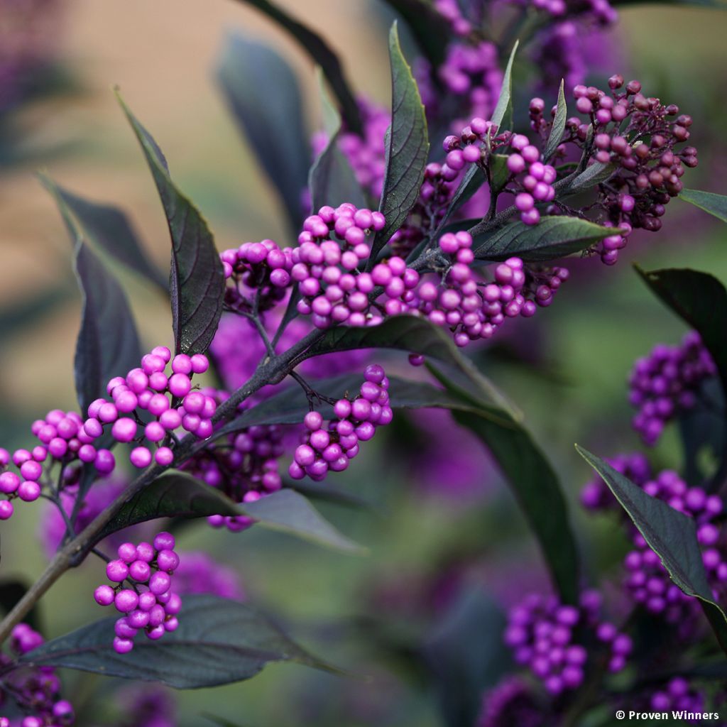 Callicarpa bodinieri Pearl Glam