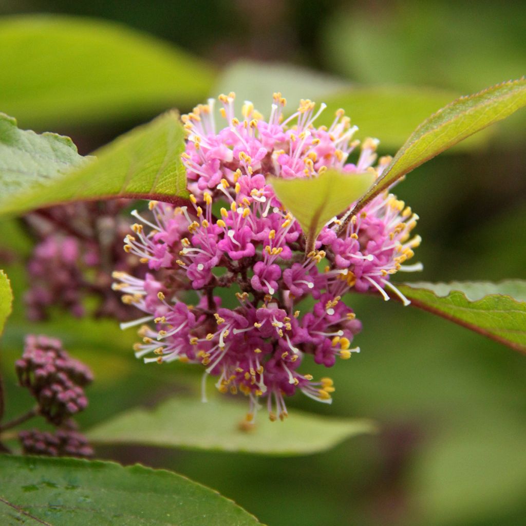 Callicarpa bodinieri Profusion - Arbuste aux bonbons