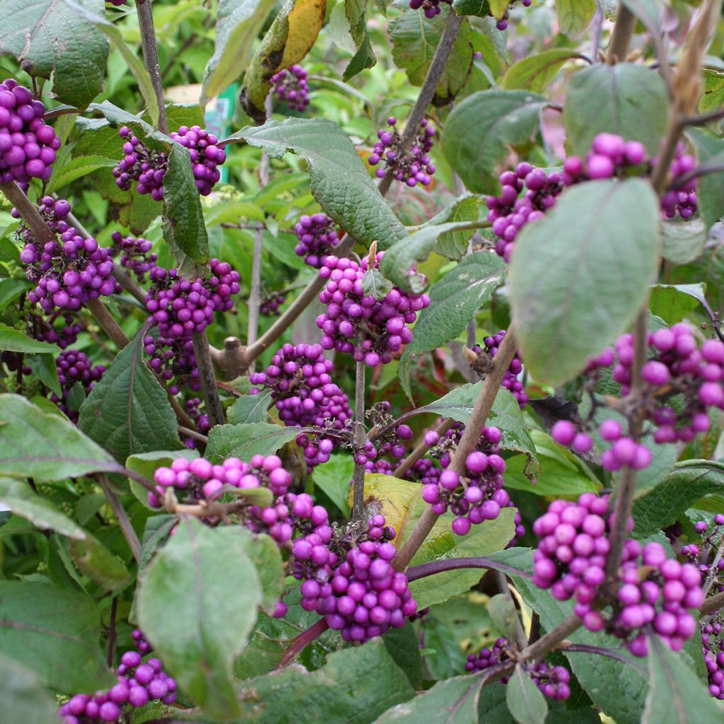 Callicarpa bodinieri Profusion - Arbuste aux bonbons