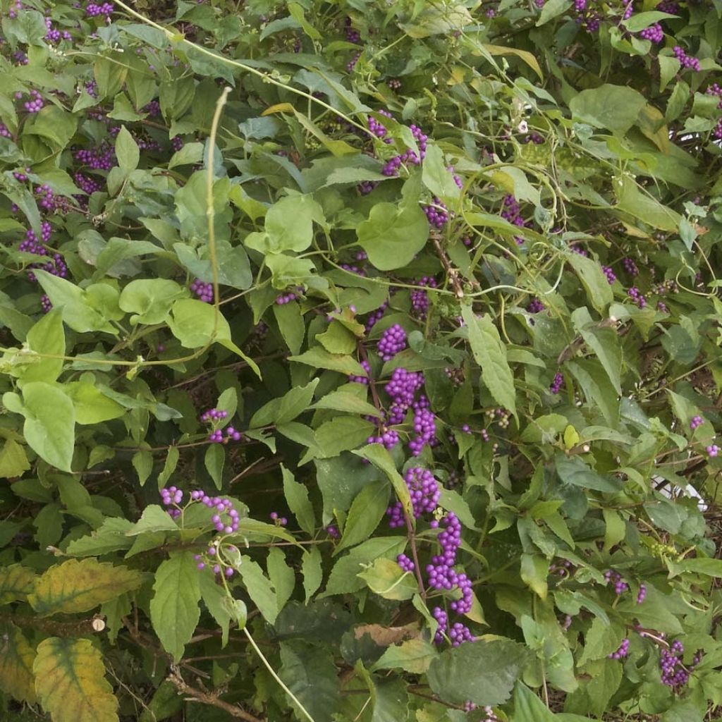 Callicarpa dichotoma - Arbuste aux bonbons