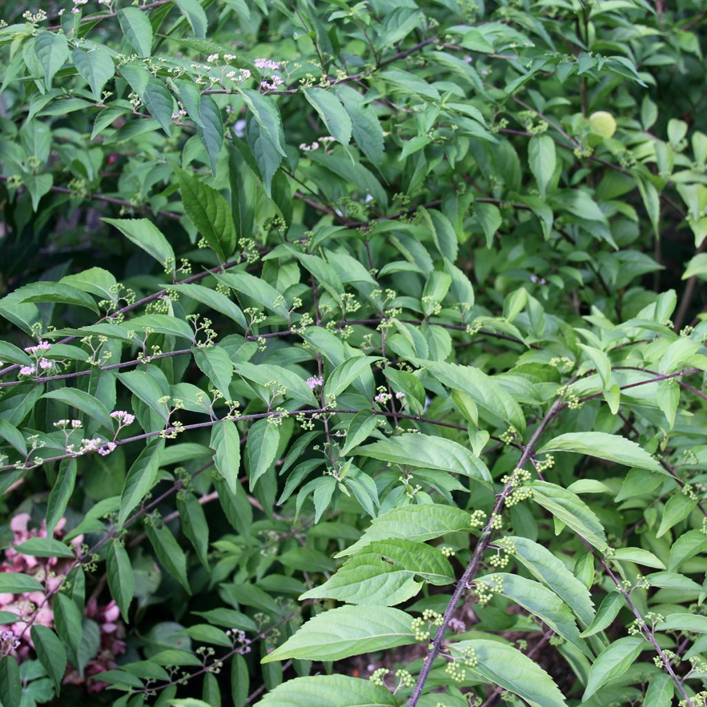 Callicarpa dichotoma - Arbuste aux bonbons