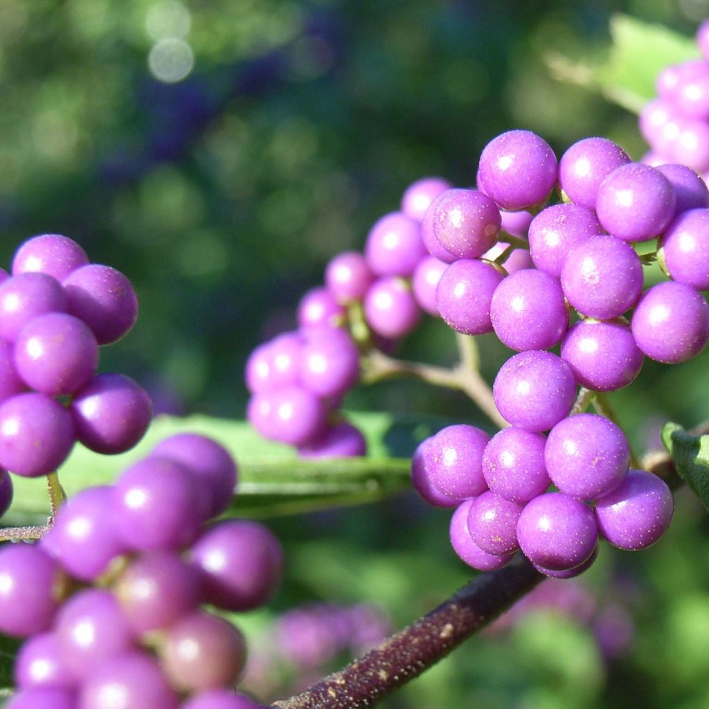 Callicarpa japonica - Arbuste aux bonbons du Japon