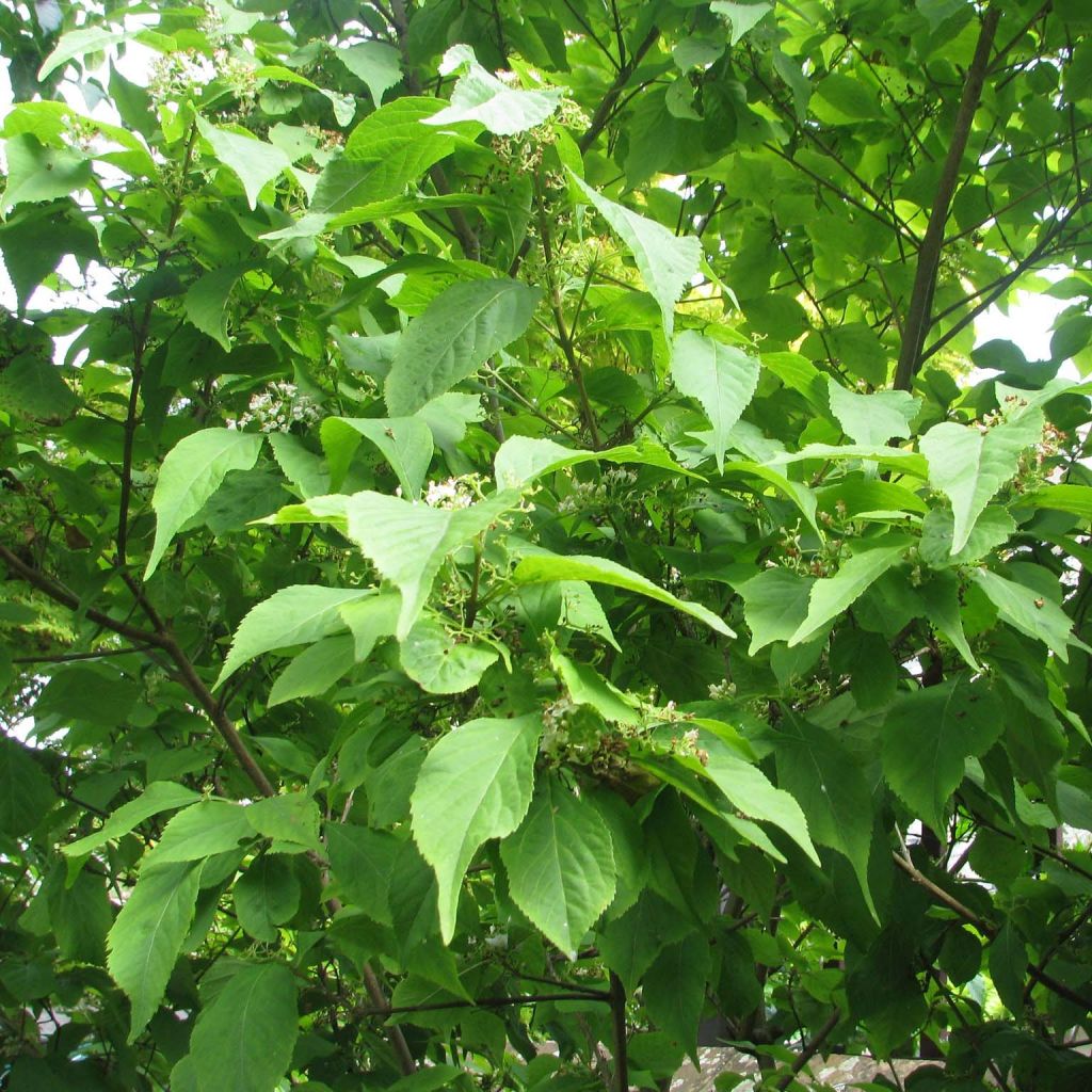 Callicarpa japonica - Arbuste aux bonbons du Japon