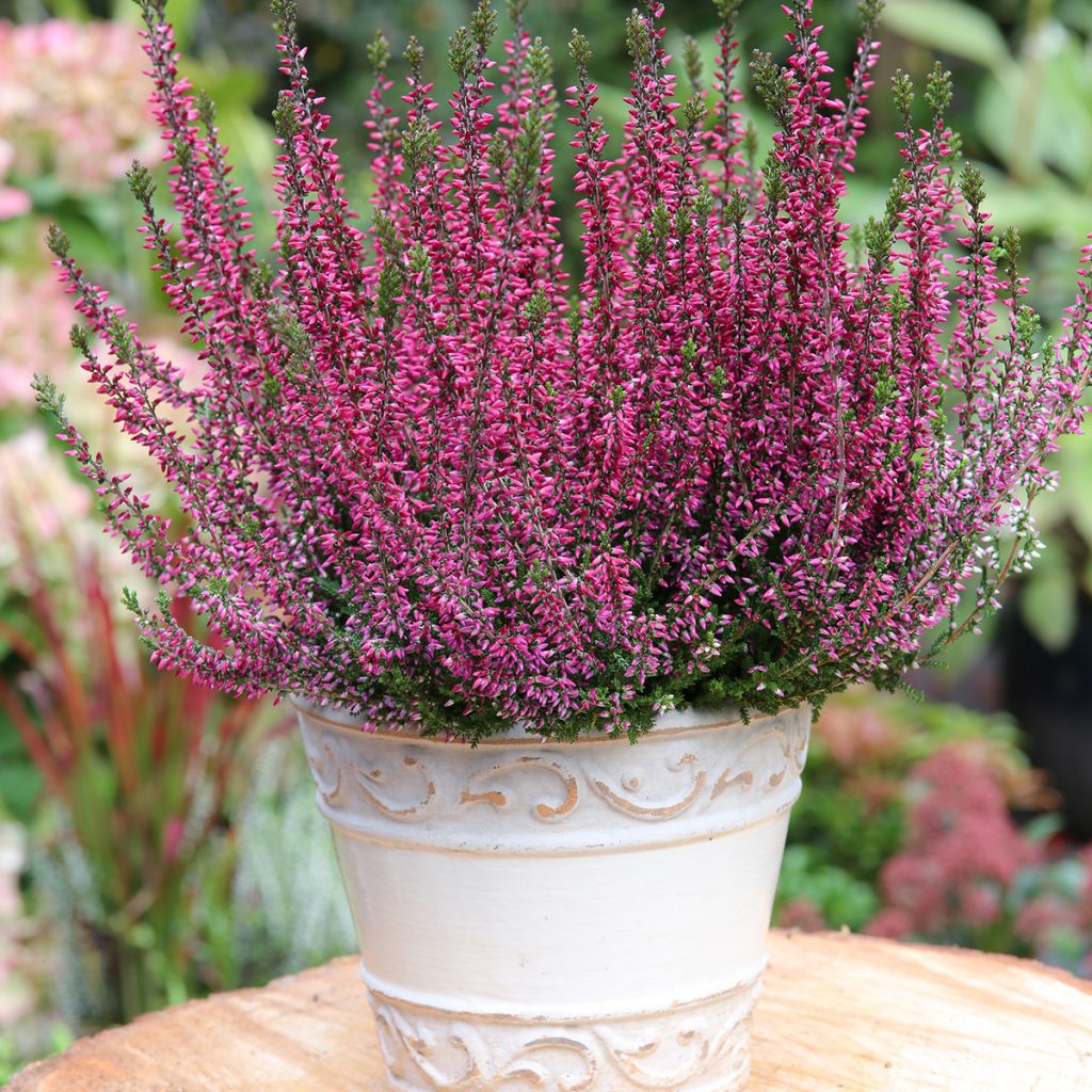 Bruyère d'été - Calluna Garden Girls Amethyst