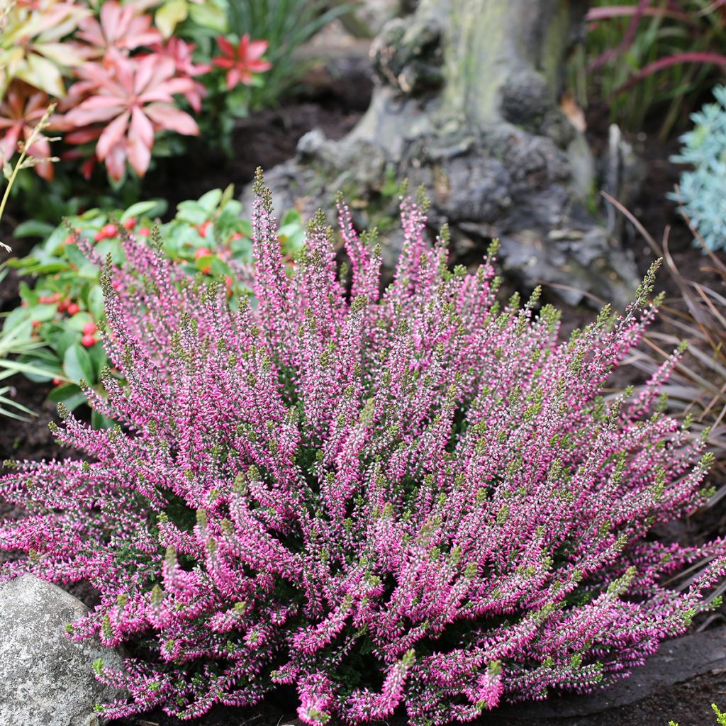 Bruyère d'été - Calluna Garden Girls Amethyst