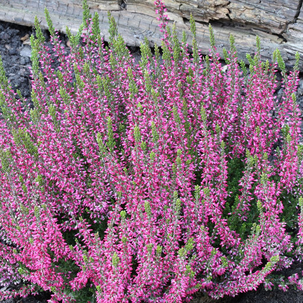 Bruyère d'été - Calluna Garden Girls Athene