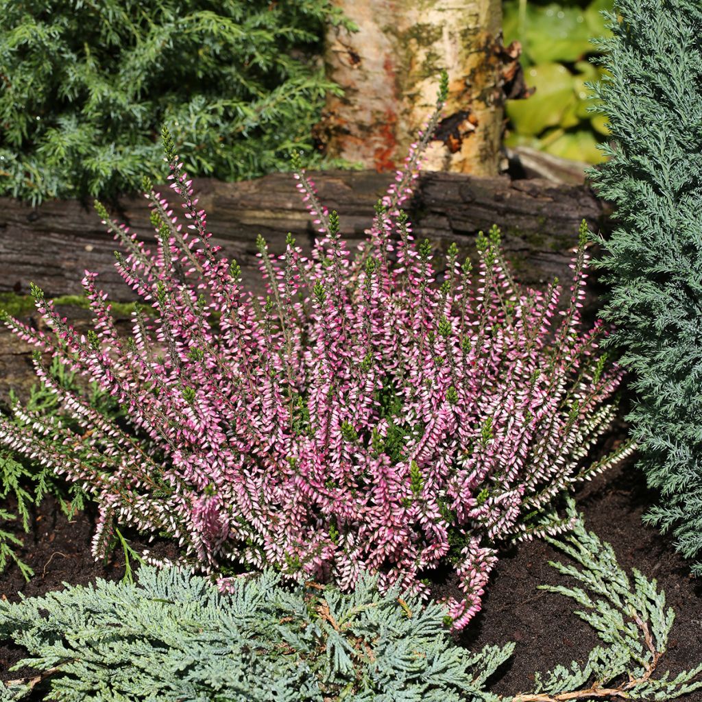 Bruyère d'été - Calluna Garden Girls Lena