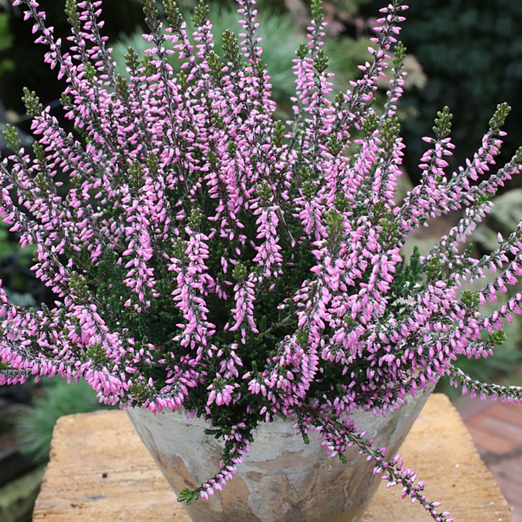 Bruyère d'été - Calluna Garden Girls Lena