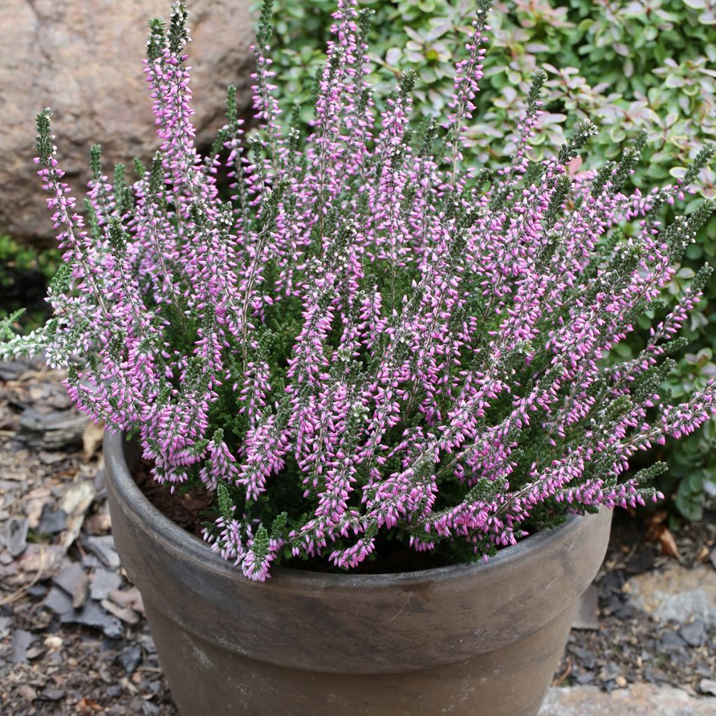 Bruyère d'été - Calluna Garden Girls Lisbeth