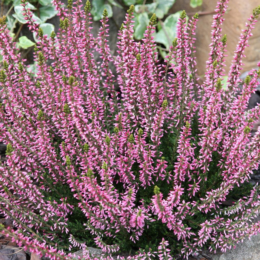 Bruyère d'été - Calluna Garden Girls Rosita