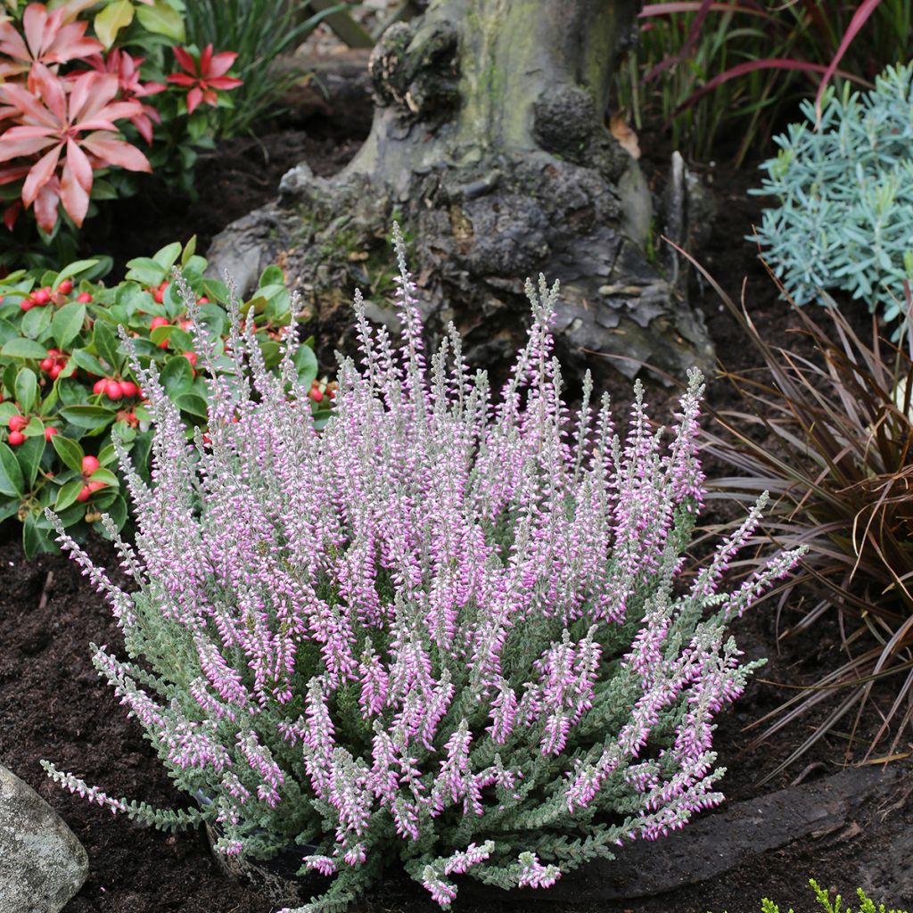 Bruyère d'été - Calluna Garden Girls Silvana