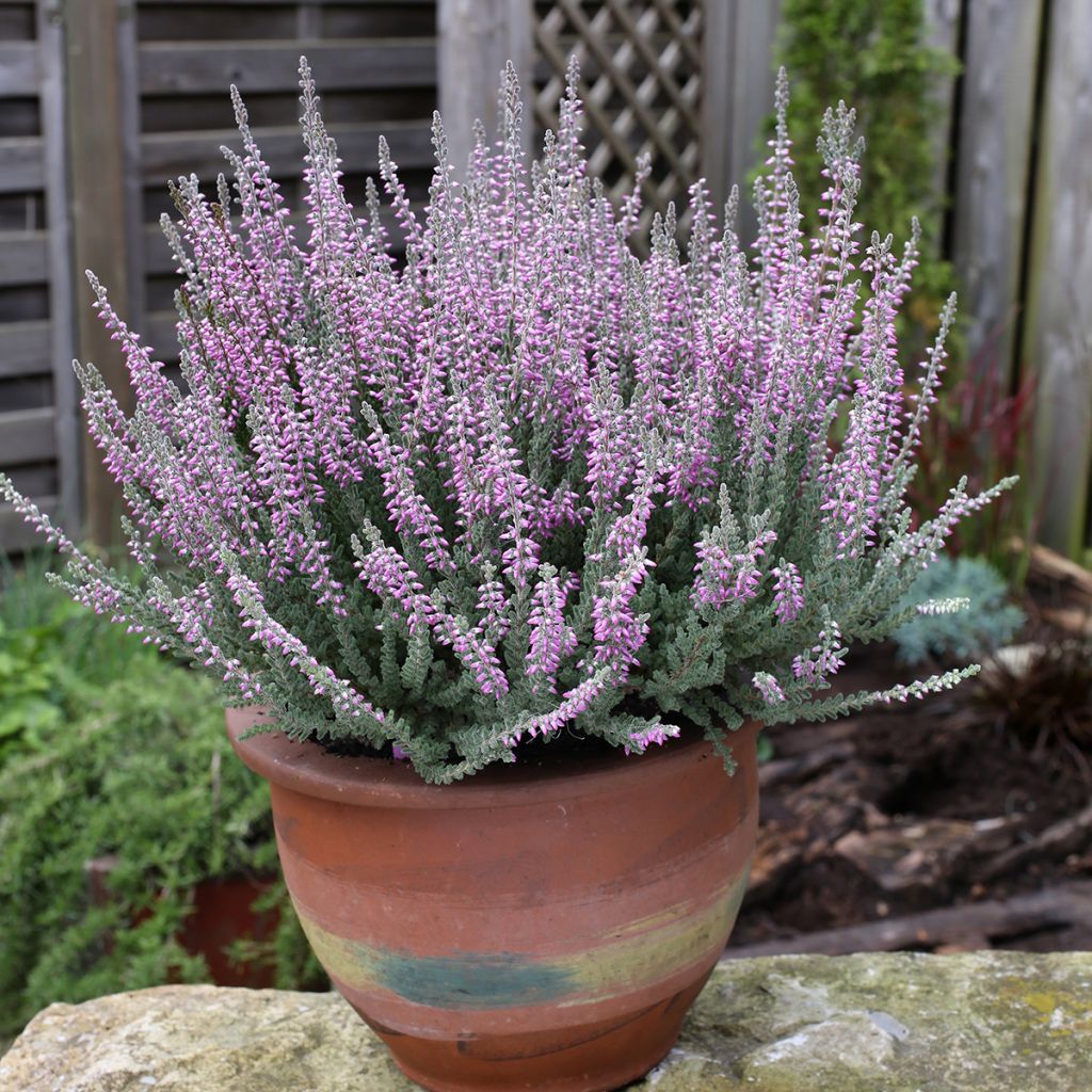 Bruyère d'été - Calluna Garden Girls Silvana