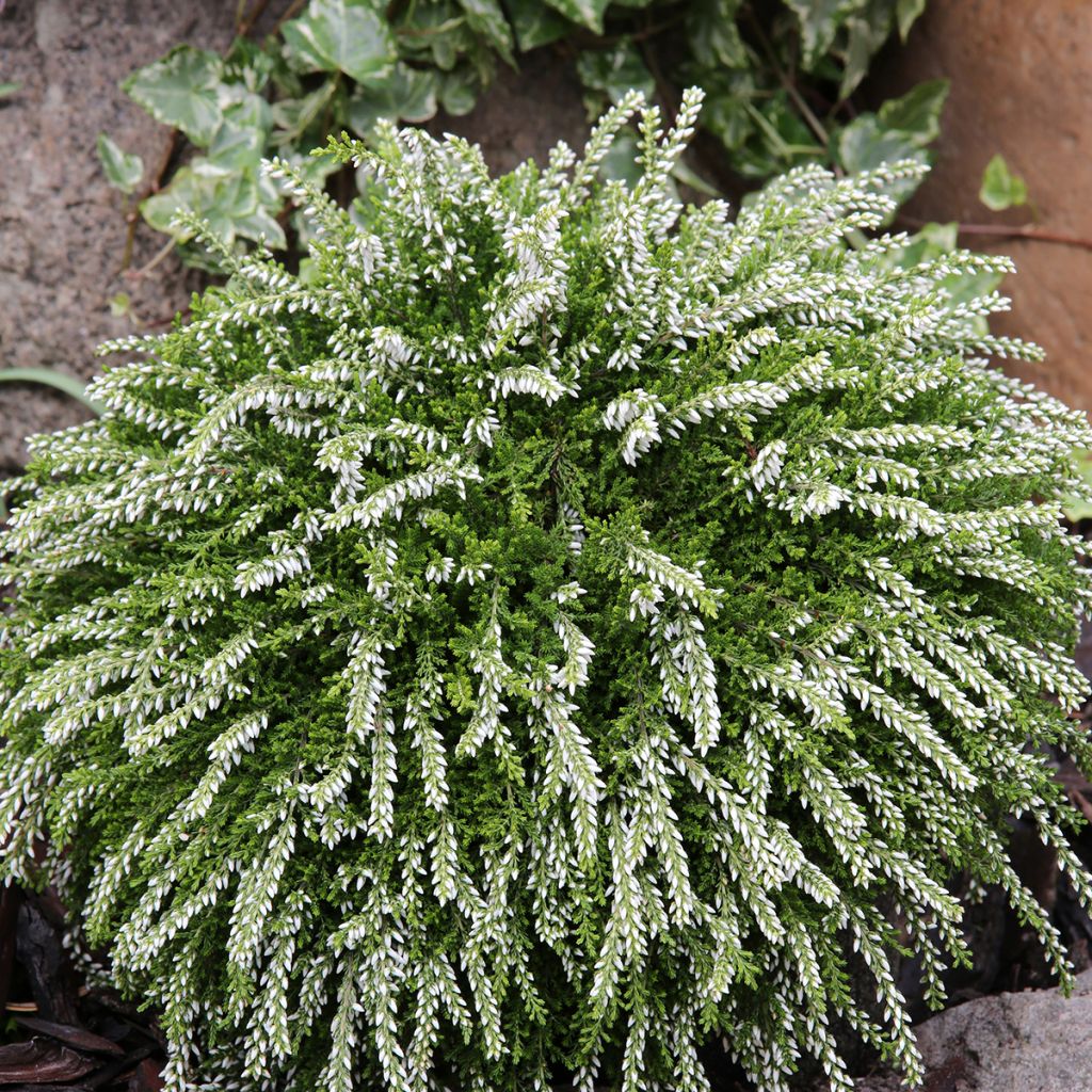 Bruyère d'été retombante - Calluna vulgaris Rasta Girls Claire