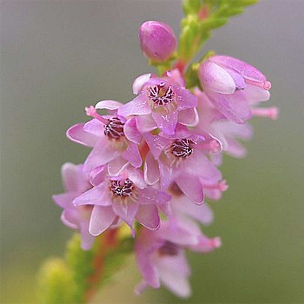 Bruyère d'été - Calluna vulgaris Boskoop