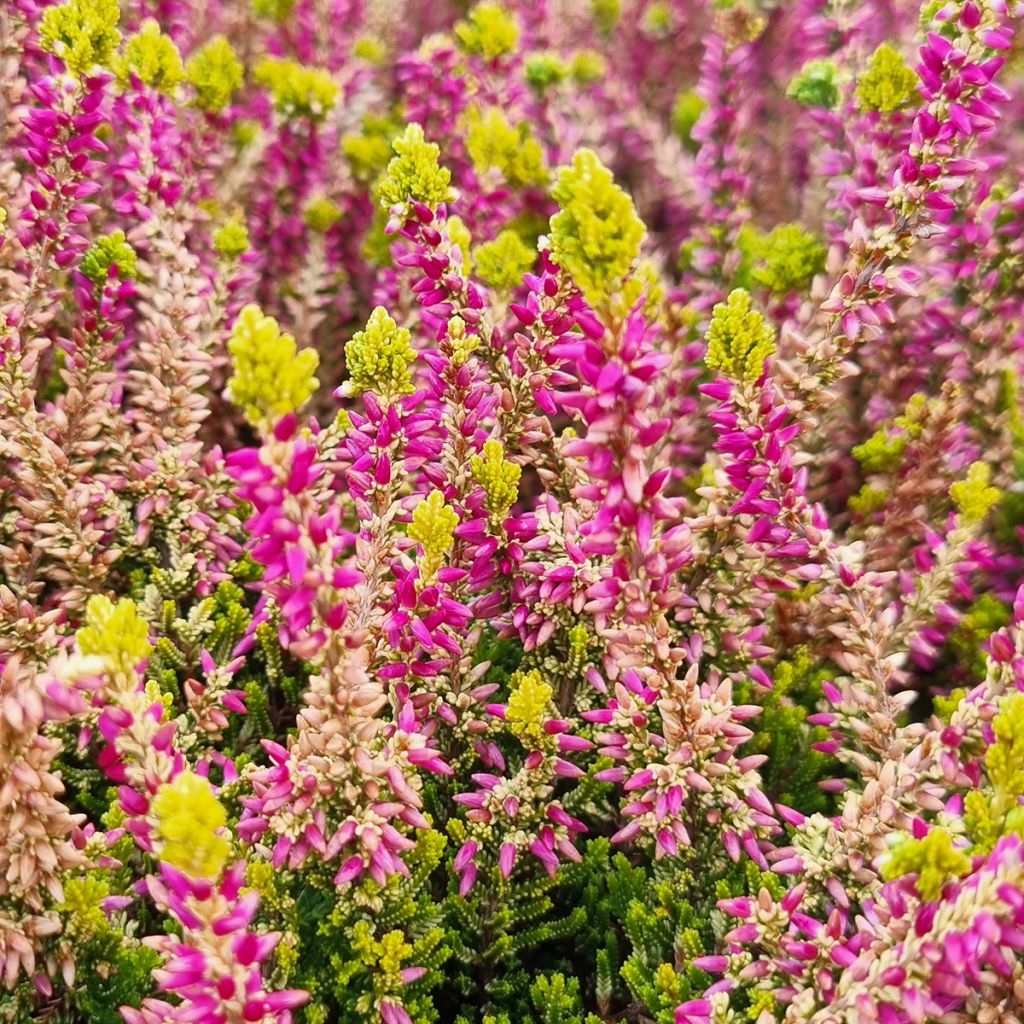 Bruyère d'été - Calluna Garden Girls Golden Angie