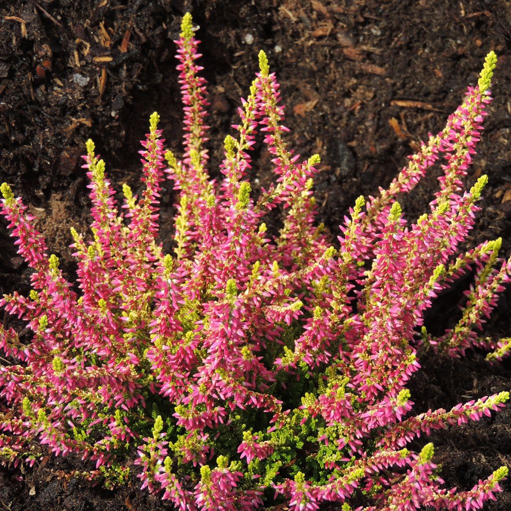 Bruyère d'été - Calluna Garden Girls Golden Angie