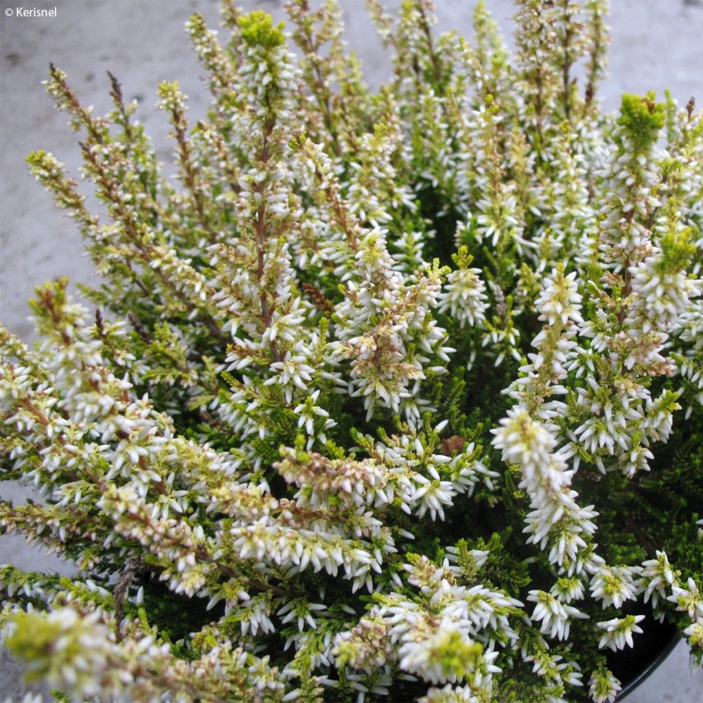 Bruyère d'été - Calluna vulgaris Sandy 