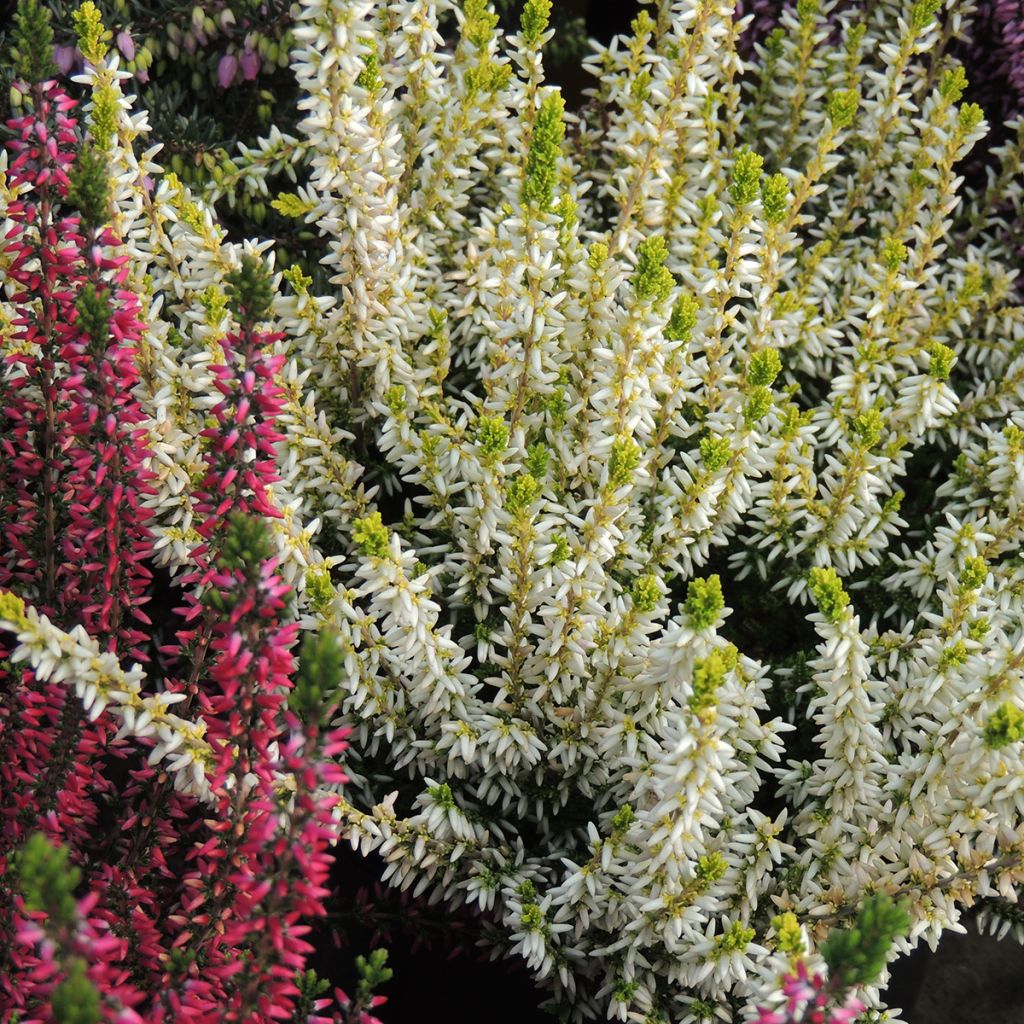 Bruyère d'été - Calluna Garden Girls Sarah