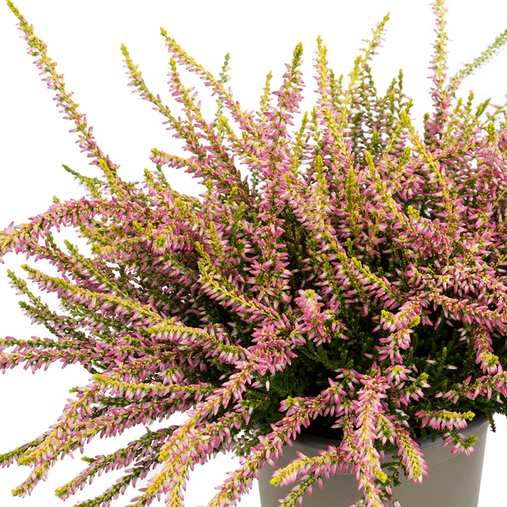 Bruyère d'été - Calluna vulgaris Theresa