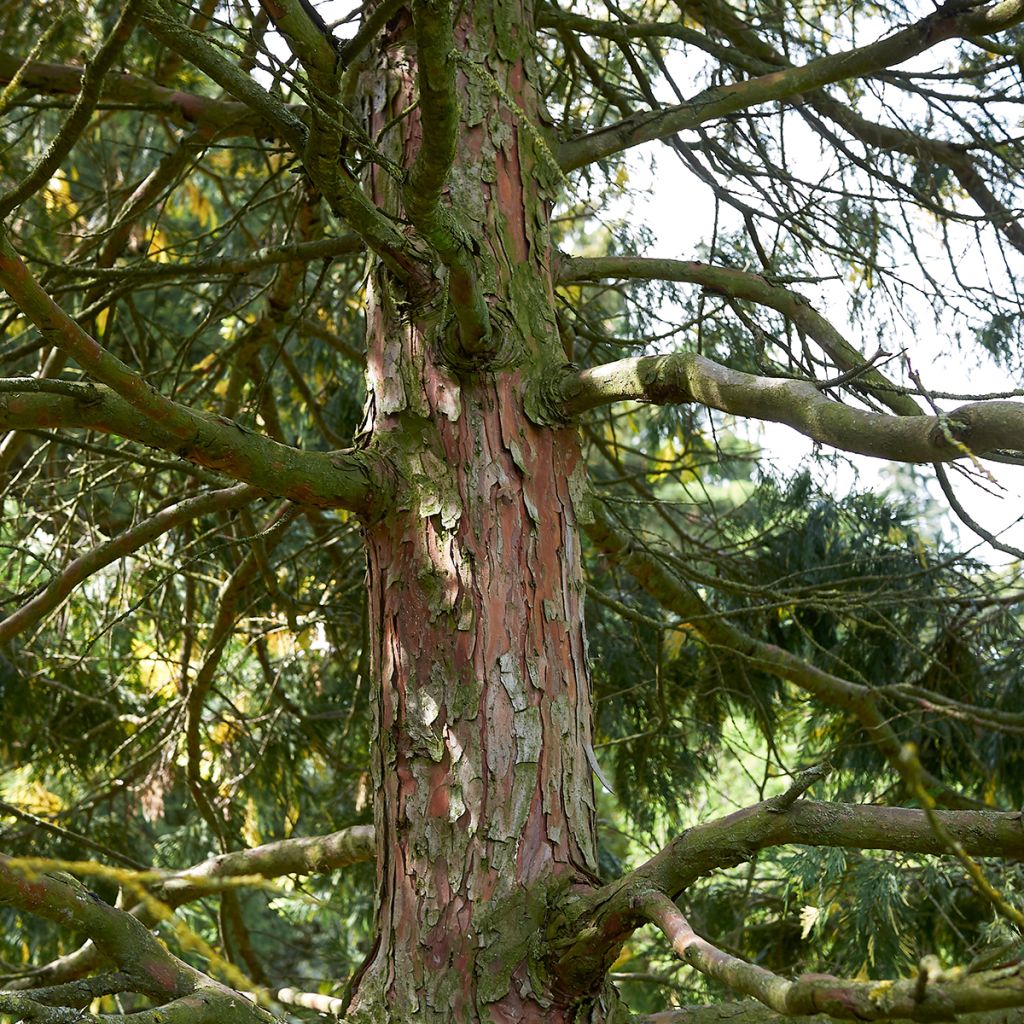 Calocedrus decurrens Aureovariegata - Cèdre blanc de Californie