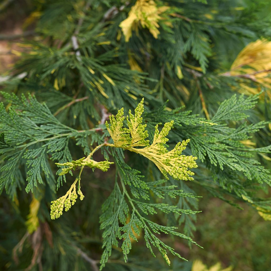 Calocedrus decurrens Aureovariegata - Cèdre blanc de Californie