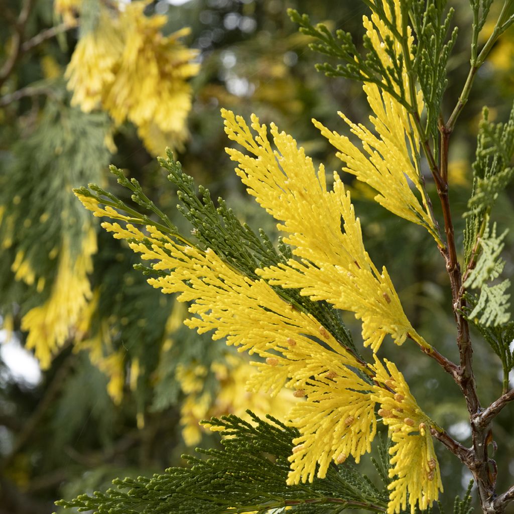 Calocedrus decurrens Aureovariegata - Cèdre blanc de Californie