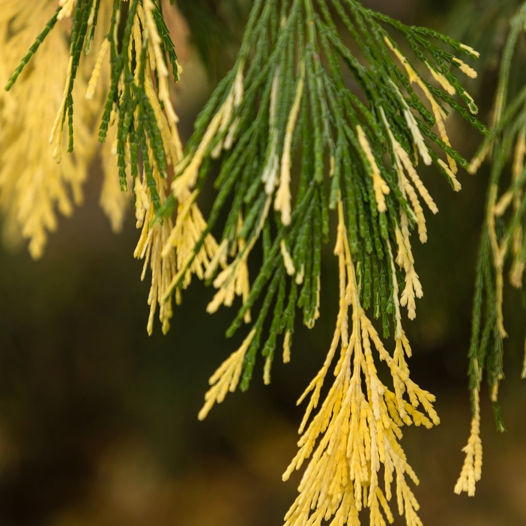 Calocedrus decurrens Aureovariegata - Cèdre blanc de Californie