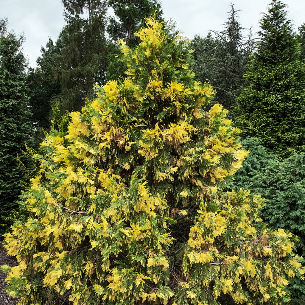 Calocedrus decurrens Aureovariegata - Cèdre blanc de Californie