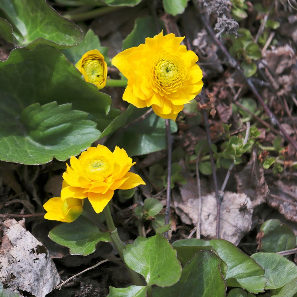 Caltha palustris Plena - Populage double 