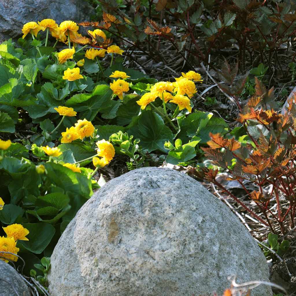 Caltha palustris Plena - Populage double 