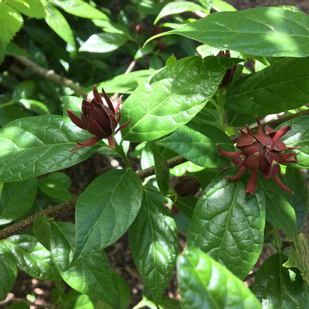 Calycanthus Michael Lindsay - Arbre aux anémones