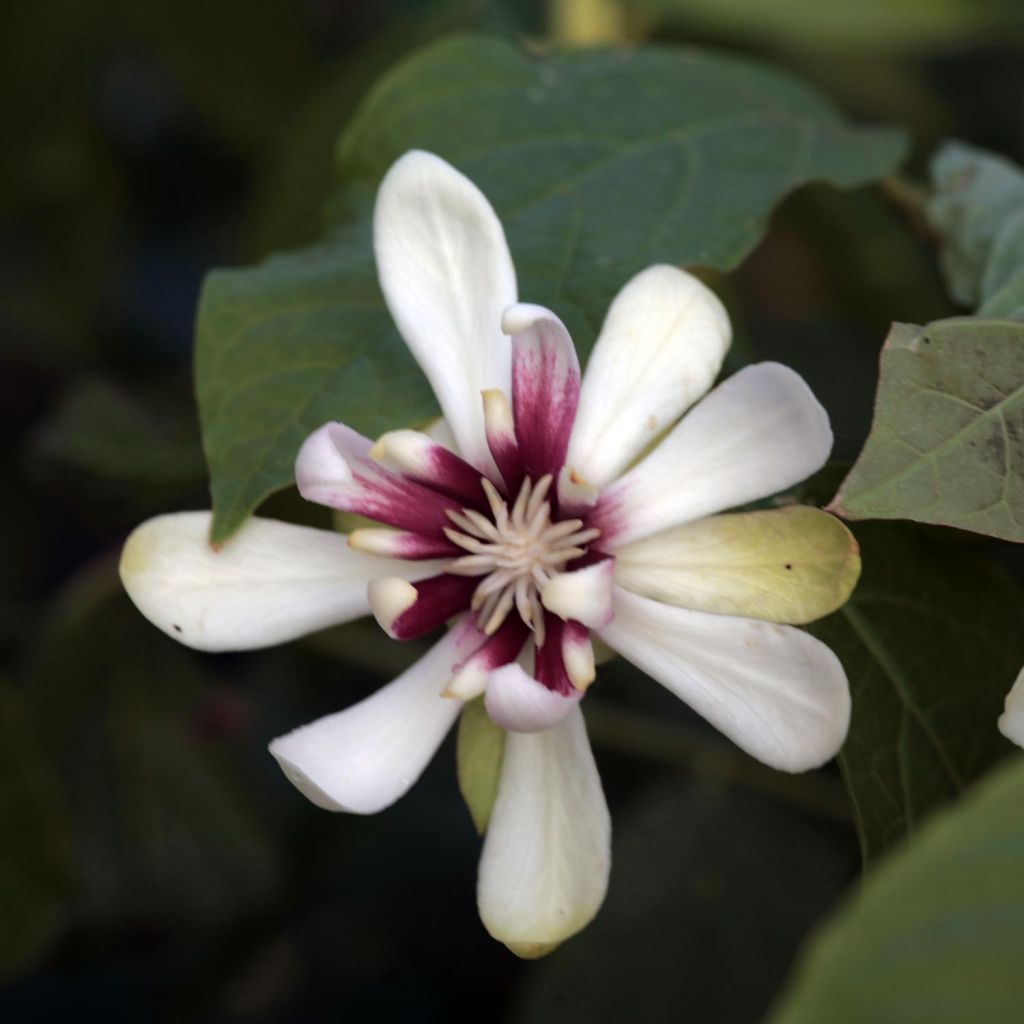 Calycanthus Venus - Arbre aux anémones