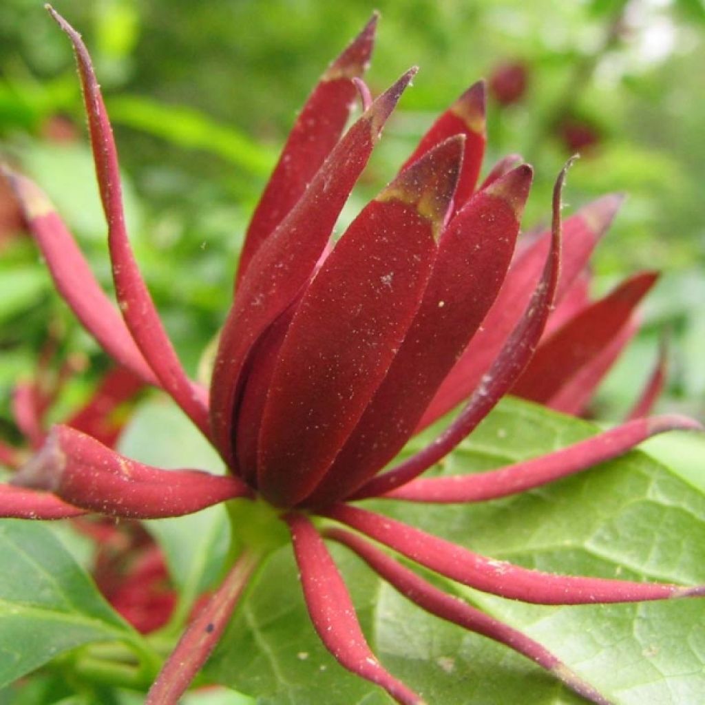 Calycanthus floridus - Arbre aux anémones