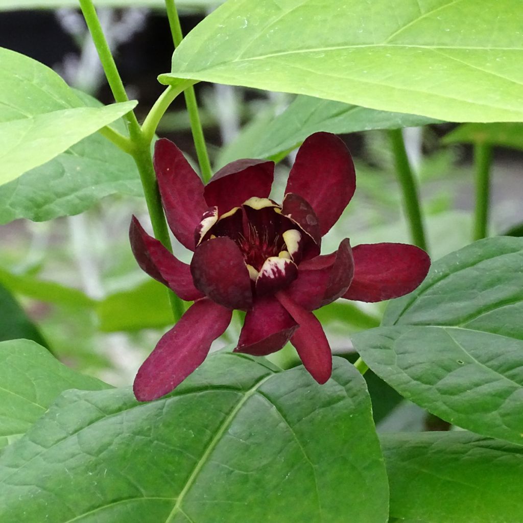 Calycanthus raulstonii Aphrodite - Arbre aux anémones.