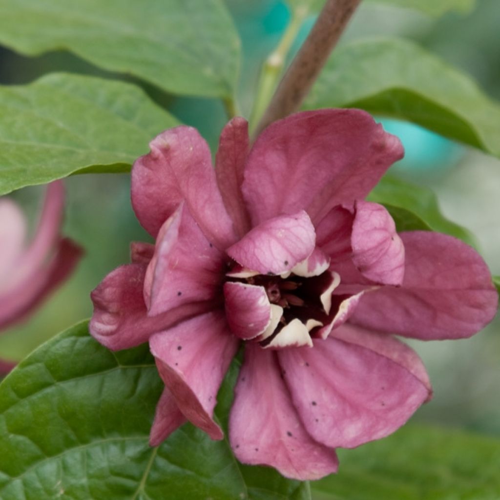 Calycanthus raulstonii Hartlage Wine - Arbre aux anémones