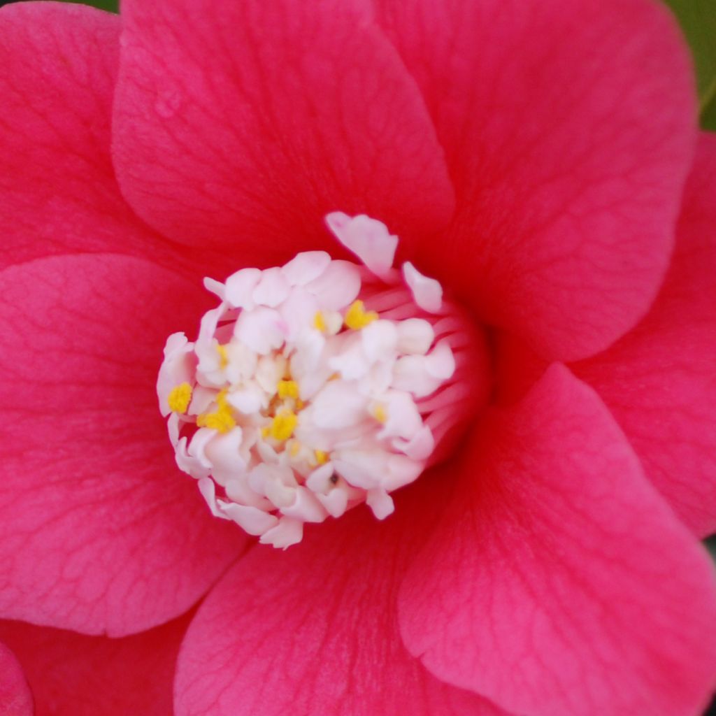 Camélia Marshmallow - Camellia japonica