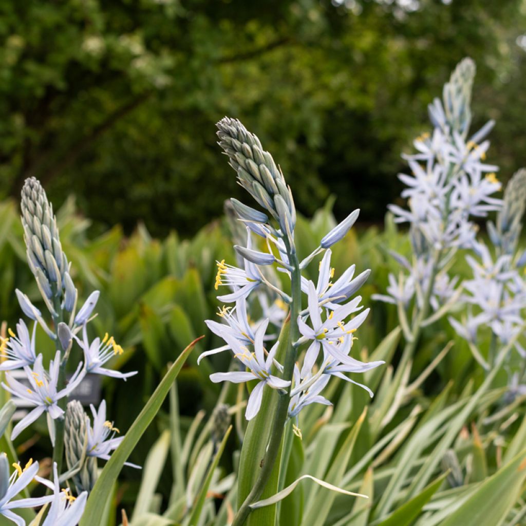 Camassia cusickii