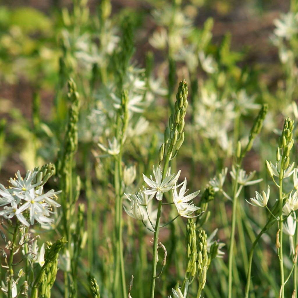 Camassia leichtlinii Blanc